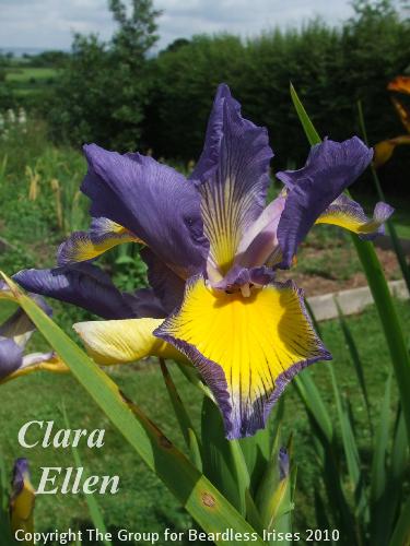spuria Clara Ellen 